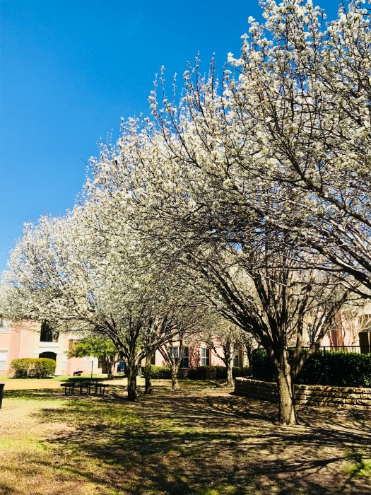 white blossom trees