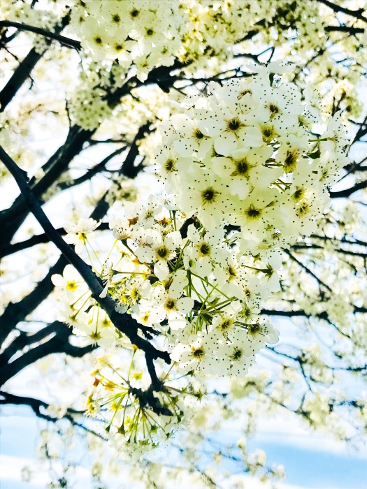 White Flowers of Springtime